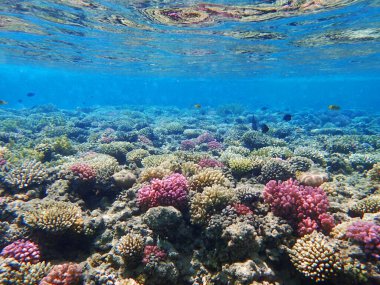 Mısır 'daki mercan resifi çok güzel doğal bir arka plan.