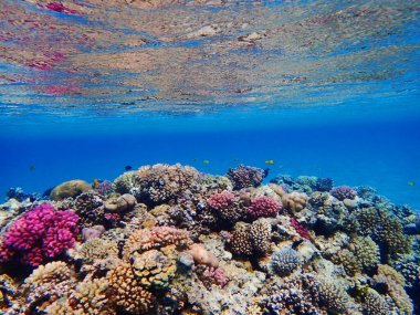 Mısır 'daki mercan resifi çok güzel doğal bir arka plan.