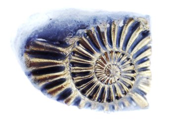 Beyaz arkaplanda izole edilmiş ammonit fosili
