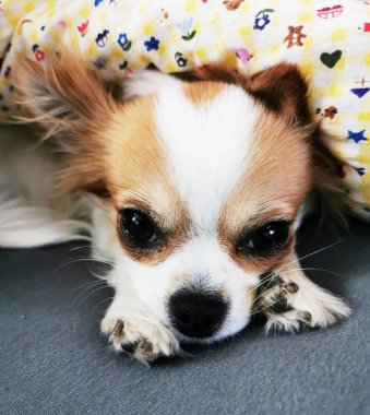 Chihuahua Viola yatakta dinleniyor.