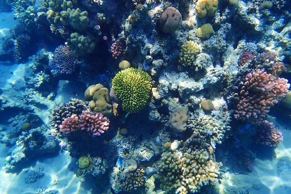 Rafa Koralowa Morzu Czerwonym Jako Ładne Naturalne Tło Oceanu — Zdjęcie stockowe