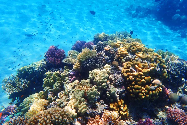 Recife Coral Mar Vermelho Como Fundo Agradável Oceano Natural — Fotografia de Stock