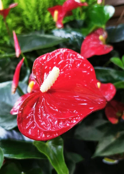 Rosso Anthurium Andreanum Fiori Come Sfondo Molto Bello — Foto Stock