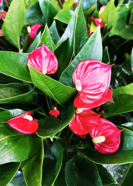 Kırmızı Anthurium Andreanum Çiçekleri Çok Güzel Bir Arkaplan — Stok fotoğraf