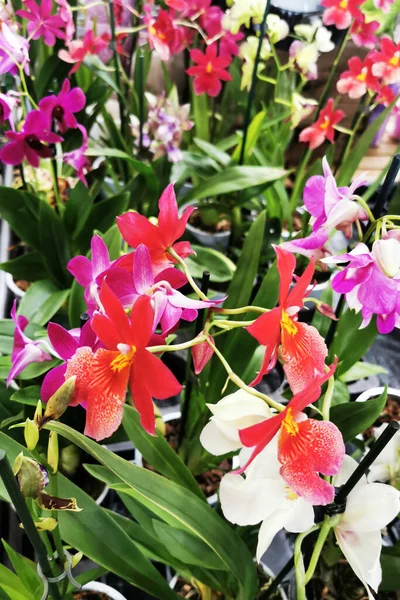 Orchidea Fiori Freschi Come Sfondo Naturale Bello — Foto Stock
