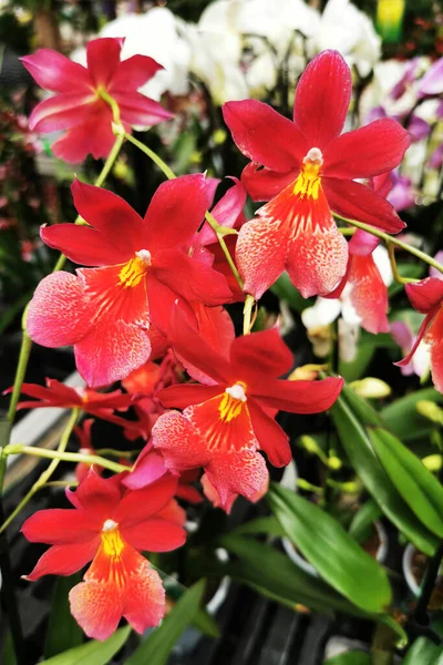 Орхидея Свежие Цветы Хороший Естественный Фон — стоковое фото