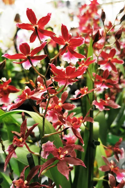 Orchidea Friss Virágok Mint Szép Természetes Háttér — Stock Fotó