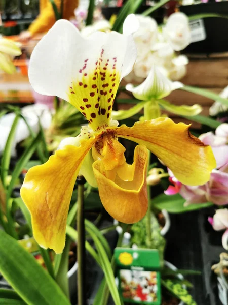 Orchidea Fiori Freschi Come Sfondo Naturale Bello — Foto Stock