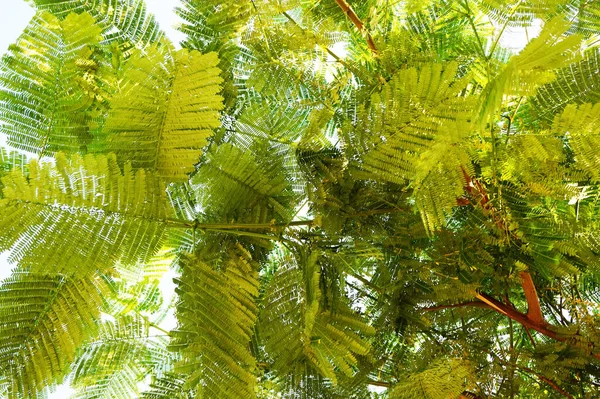 Gröna Blad Konsistens Som Mycket Trevlig Bakgrund — Stockfoto