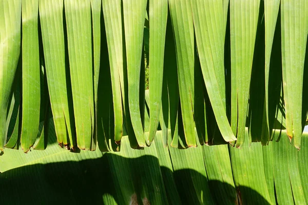 Planta Plátano Hojas Textura Como Fondo Agradable — Foto de Stock