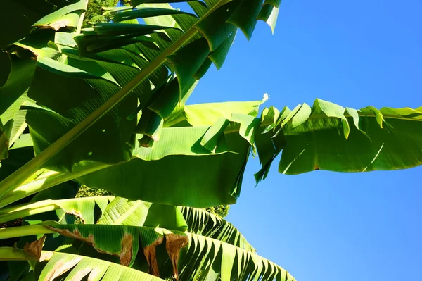 Banana Plant Leaves Clear Blue Sky — Stock Photo, Image