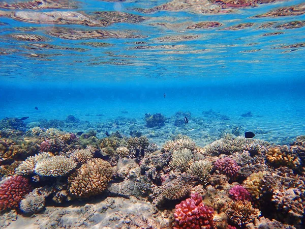 Récif Corallien Egypte Comme Très Beau Fond Naturel — Photo