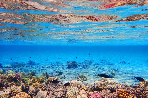 Коралловый Риф Египте Хороший Естественный Фон — стоковое фото