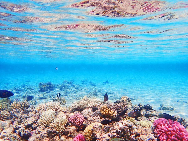 Arrecife Coral Egipto Como Fondo Natural Muy Agradable — Foto de Stock