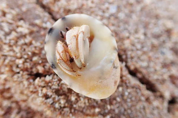 Caranguejo Pequeno Shell Praia Egito — Fotografia de Stock