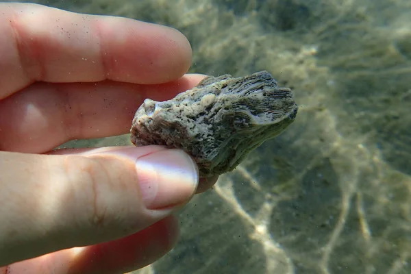 Rood Zee Koraal Detail Als Mooie Achtergrond — Stockfoto