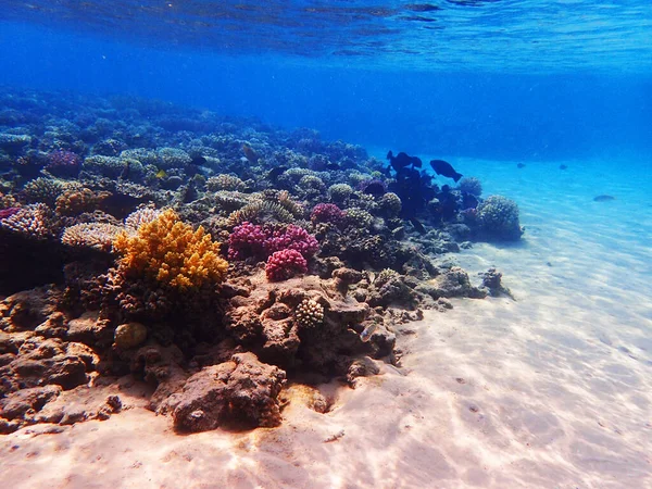 Korallzátony Egyiptomban Mint Nagyon Szép Természeti Háttér — Stock Fotó
