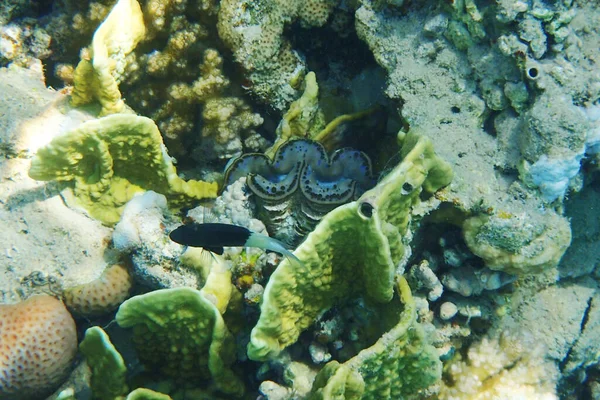 Detalle Coral Mar Rojo Como Fondo Agradable —  Fotos de Stock
