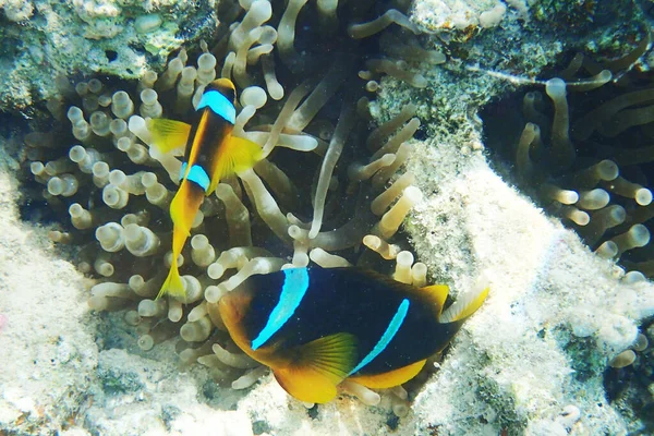 Pesce Pagliaccio Arancione Della Barriera Corallina Egiziana — Foto Stock