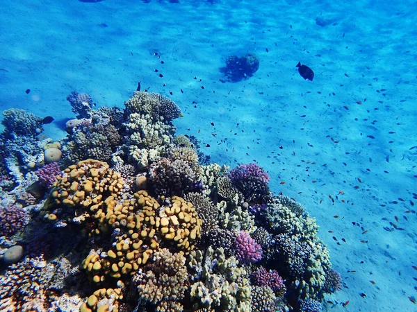 Коралловый Риф Египте Хороший Естественный Фон — стоковое фото