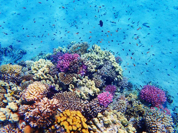 Coral Reef Egypt Very Nice Natural Background — Stock Photo, Image