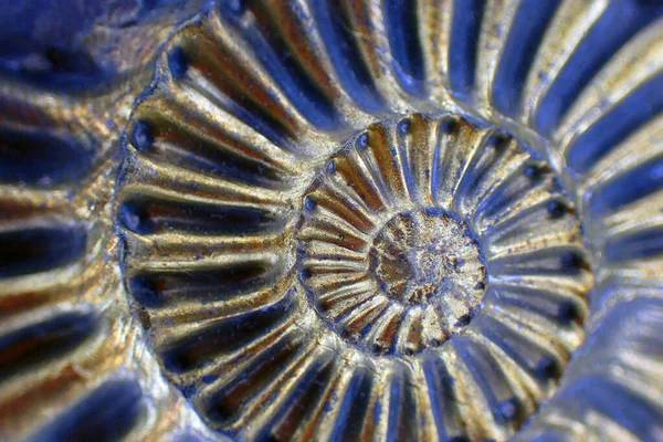 Texture Fossile Ammonite Comme Très Beau Fond Naturel — Photo