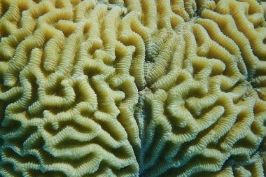 detail of coral in the Egypt Red sea 