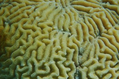 detail of coral in the Egypt Red sea 