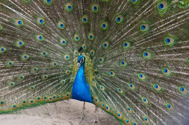 Erkek tavus kuşu çok hoş bir hayvan arkaplanı.