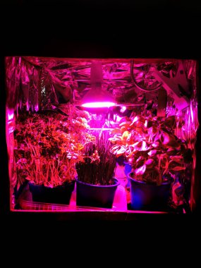 Bitkiler ve diğer bitkiler için ev yapımı yetiştirme alanı