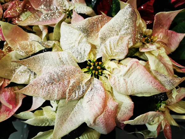 Fleurs Étoiles Noël Comme Beau Fond Vacances Hiver — Photo