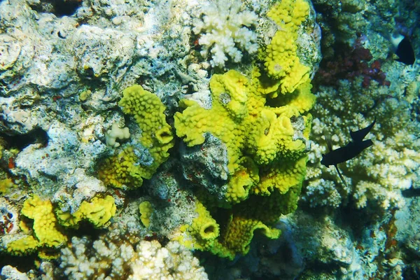 Detail Coral Egypt Red Sea — Stockfoto