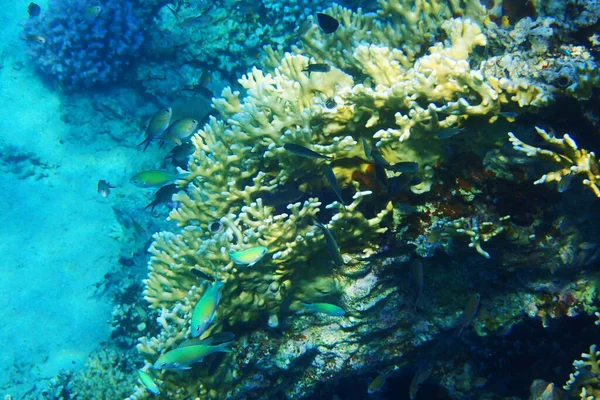 Detalle Coral Egipto Mar Rojo — Foto de Stock