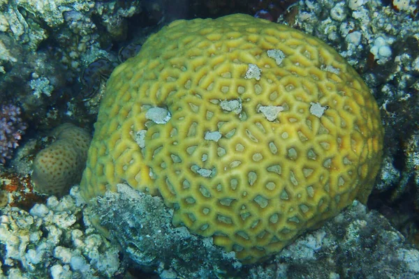 Détail Corail Egypte Mer Rouge — Photo