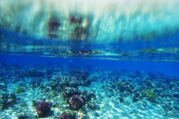 埃及的珊瑚礁作为美丽的自然背景 — 图库照片