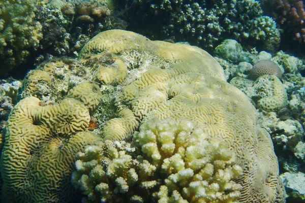 detail of coral in the Egypt Red sea