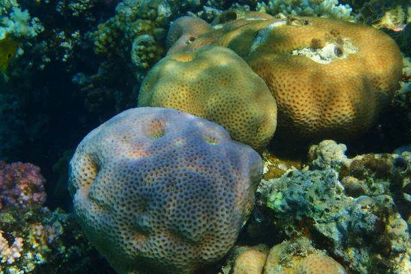 Detalhe Coral Egito Mar Vermelho — Fotografia de Stock