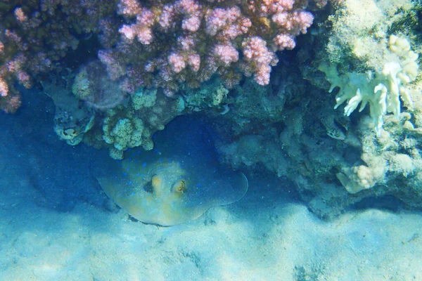 Barriera Corallina Egitto Come Sfondo Natura Bellezza — Foto Stock