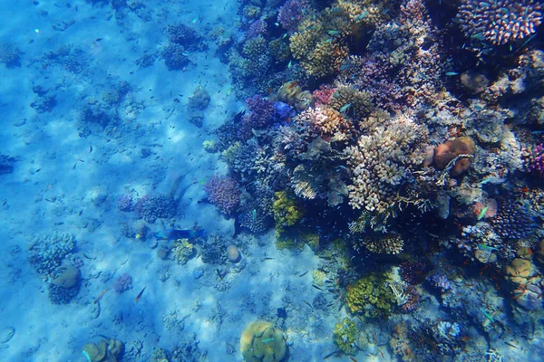 Recife Coral Egito Como Fundo Beleza Natureza — Fotografia de Stock