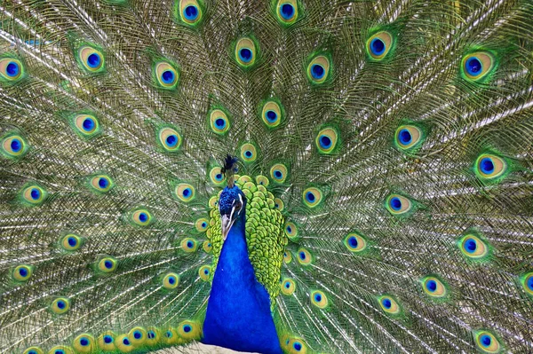 Männlicher Pfauenvogel Als Sehr Schöner Tierischer Hintergrund — Stockfoto