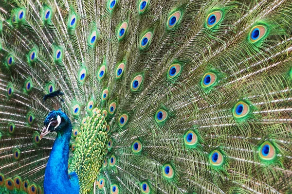 Männlicher Pfauenvogel Als Sehr Schöner Tierischer Hintergrund — Stockfoto