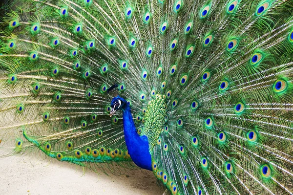 Männlicher Pfauenvogel Als Sehr Schöner Tierischer Hintergrund — Stockfoto