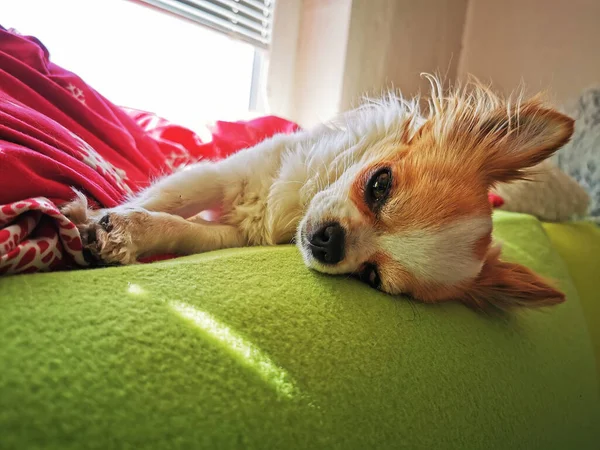 Chihuahua Está Descansando Sofá Cerca Ventana — Foto de Stock