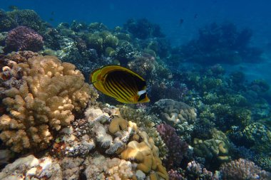 Güzellik arka planı olarak Mısır 'daki mercan resifi