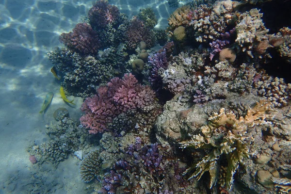 Rafa Koralowa Egipcie Jako Tło Natury Piękna — Zdjęcie stockowe