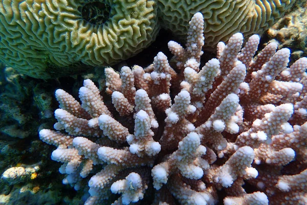 Detail Coral Egypt Red Sea — Stockfoto