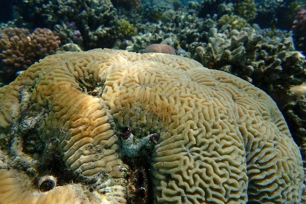 Детали Кораллов Египте Красное Море — стоковое фото