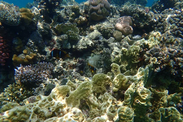 Recife Coral Egito Como Fundo Beleza Natureza — Fotografia de Stock