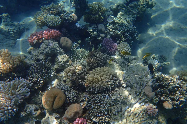 Recife Coral Egito Como Fundo Beleza Natureza — Fotografia de Stock