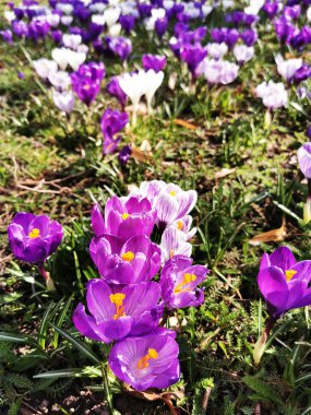 Bahçedeki çiçek tarlaları çok güzel.